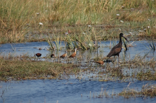 Several birds 